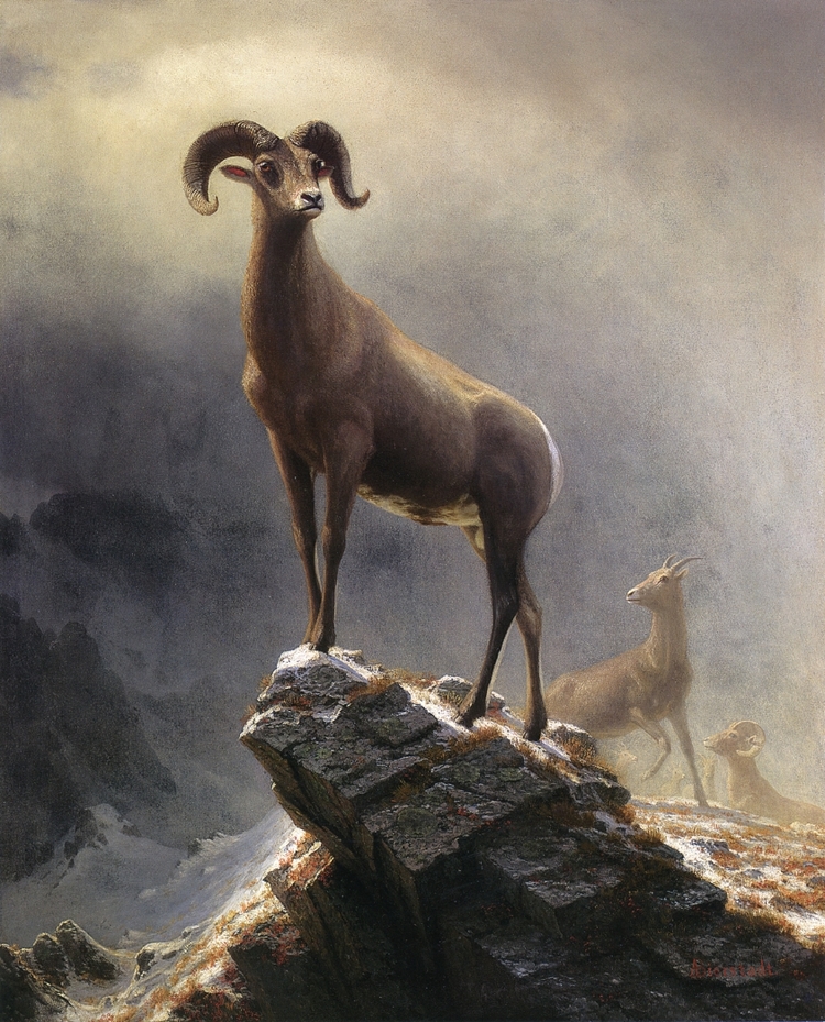 Albert Bierstadt Paintings Rocky Mountain Sheep - Click Image to Close